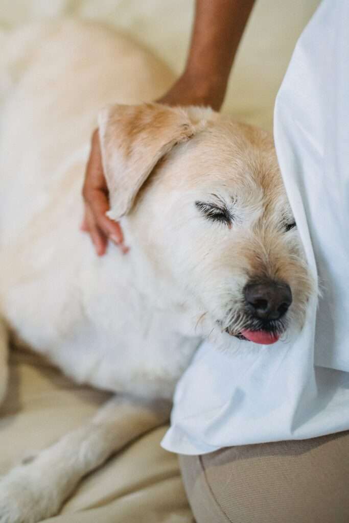 Portable dog beds 