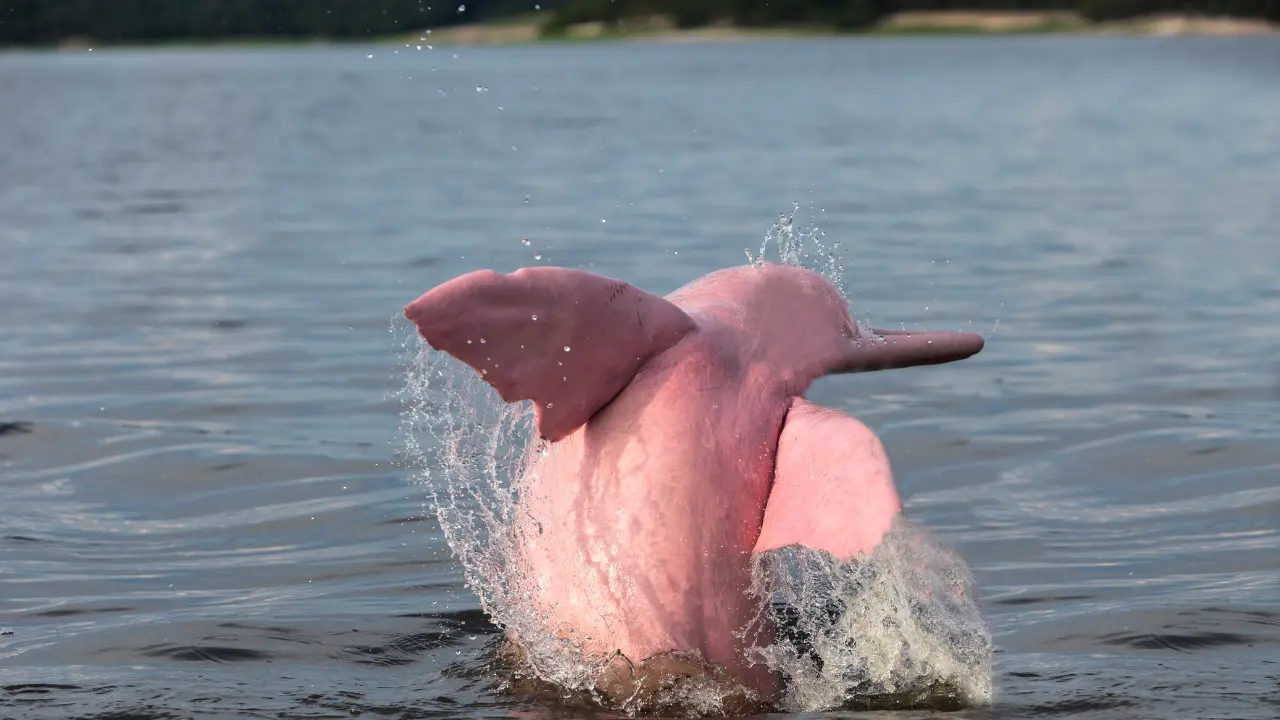 Pink Dolphins in Thailand: Where and How to See Them