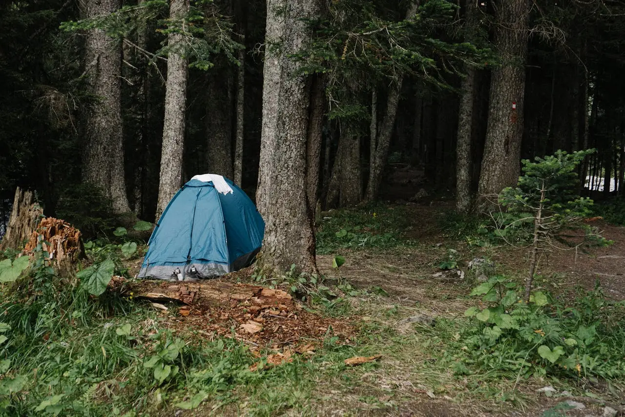 A Tent Pitched Near the Tree Trunk