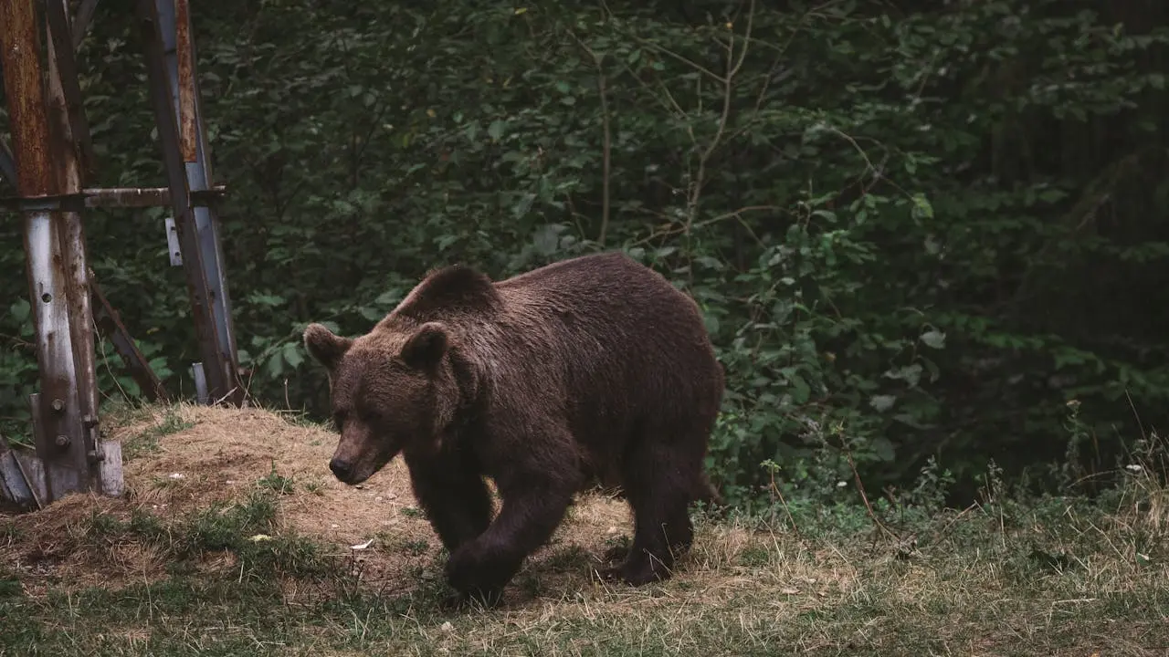 10 Best Bear Sprays of 2025 (Reviewed)